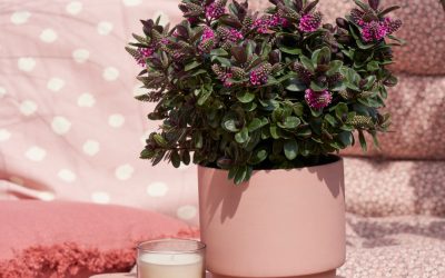 Addenda introduceert nieuwe innovaties tijdens Plantarium