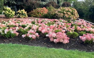 ‘Groundbreaker Blush’ wint gouden medaille