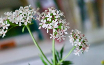 De tuin als apotheek in Hortus Botanicus