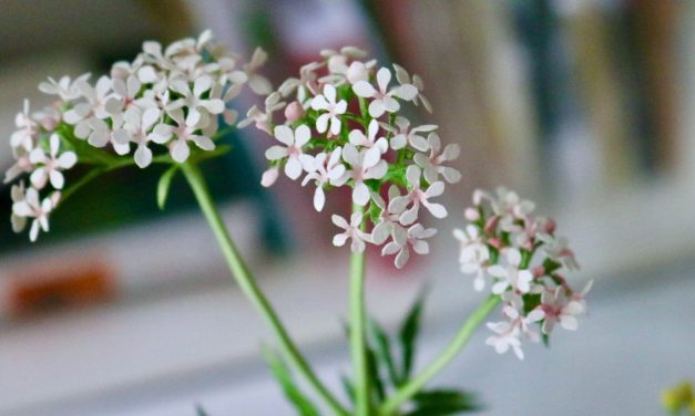 De tuin als apotheek in Hortus Botanicus
