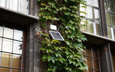 Gevelgroen beschermt erfgoed tegen weer en wind