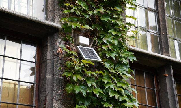 Gevelgroen beschermt erfgoed tegen weer en wind