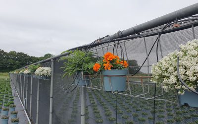 Kwekerij Natuurlijk Hopmans zet nieuwe stappen richting duurzamere buitenteelt