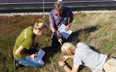Bodemdieren: cruciaal voor de tuin