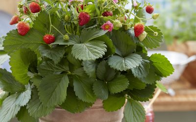 Nominaties Show Your Colours Award IPM 2025 bekend