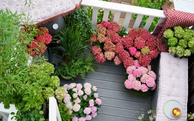 De beste hortensia’s voor balkon en terras