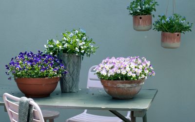 Laat het voorjaar maar beginnen