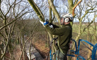 Regiegroep ETW-ETT focust op relevante bijscholing voor boomspecialisten