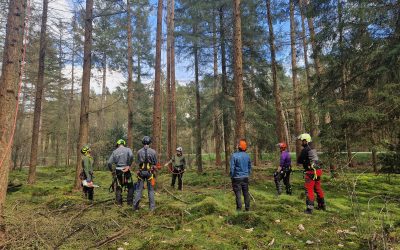 Opleiding tot boomverzorger: ‘Als het bij je past, is dit het mooiste beroep ter wereld’
