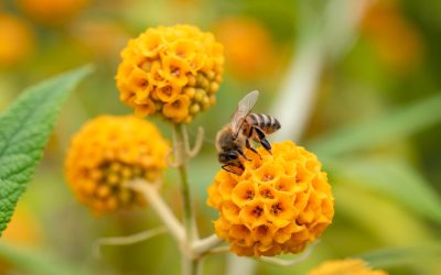 Wereld Plantendag met interactieve familie-activiteiten bij Almere Jungle