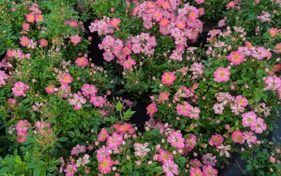 Robuuste rozen voor een duurzame openbare ruimte