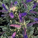 PLANTARIUM|GROEN-Direkt: 75+ noviteiten verwacht