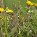 Vogelrijkestad.nl koppelt plantensoorten aan vogels