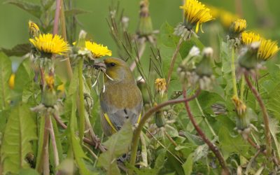 Vogelrijkestad.nl koppelt plantensoorten aan vogels