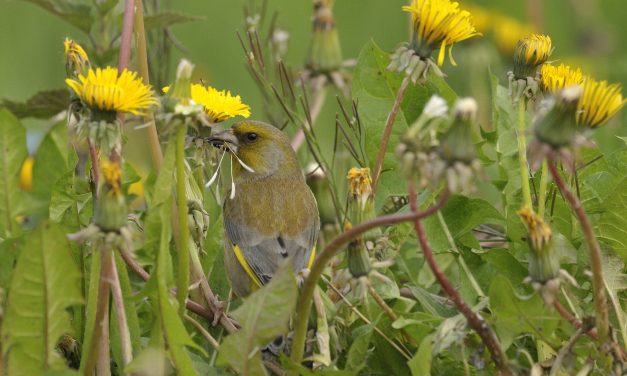 Vogelrijkestad.nl koppelt plantensoorten aan vogels