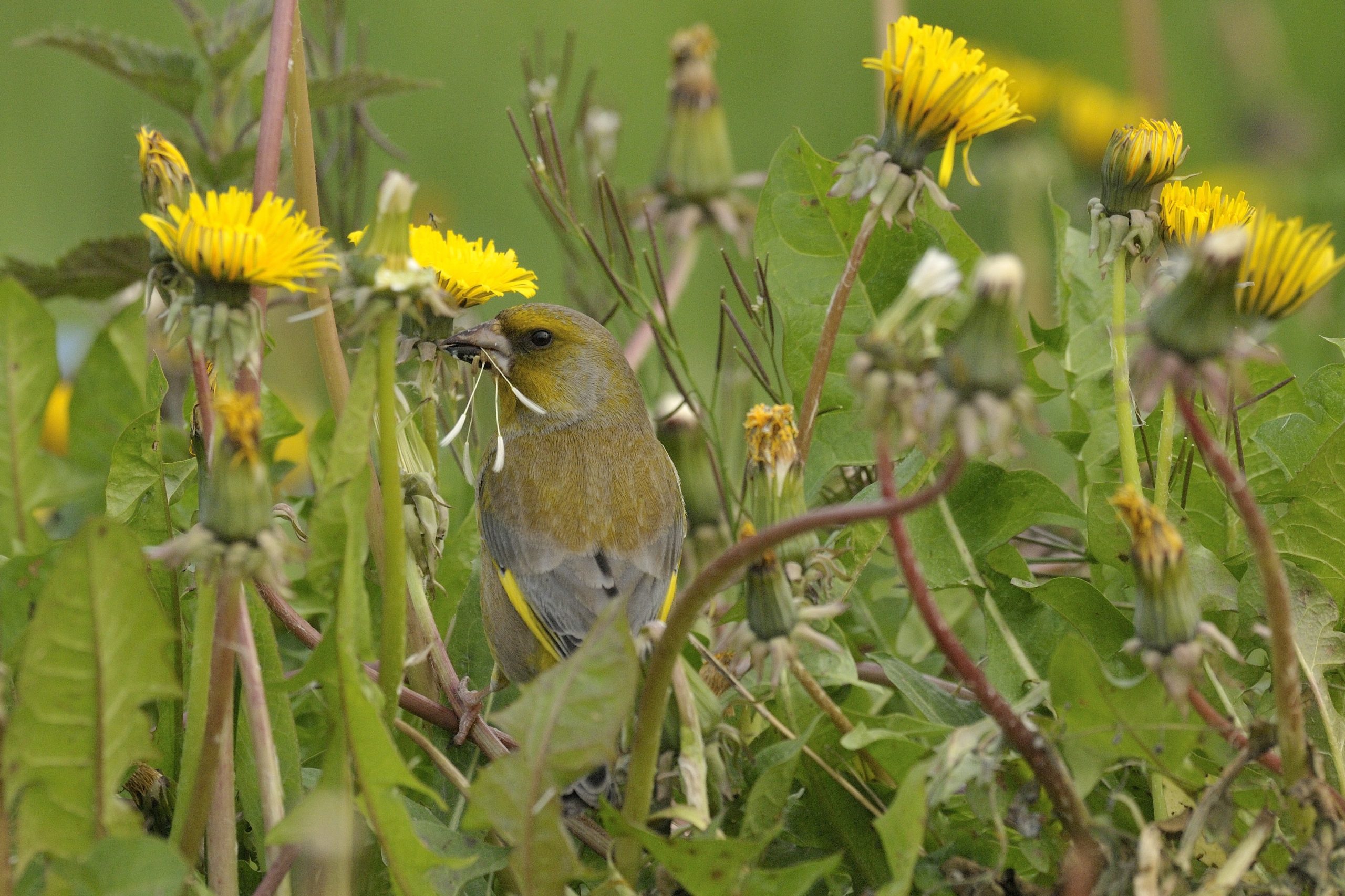 Jelle-de-Jong-Groenling-Jelle-de-Jong-(3)
