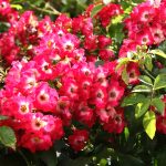 Naturosa-serie bekroond op internationale rozenconcoursen  