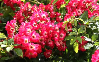 Naturosa-serie bekroond op internationale rozenconcoursen