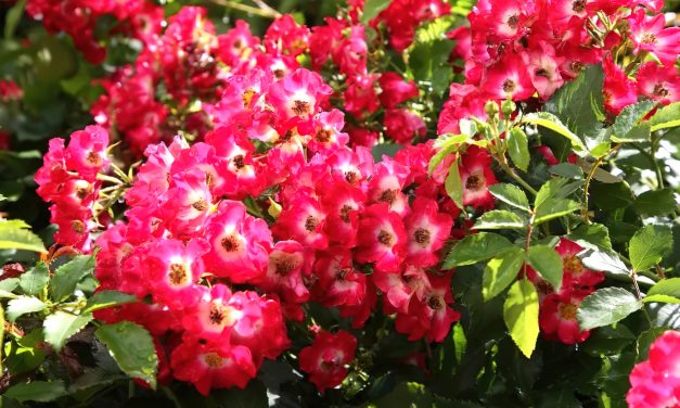 Naturosa-serie bekroond op internationale rozenconcoursen  