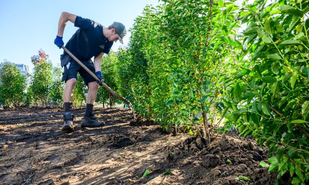 DCM start verkiezing Hovenier van het Jaar 2026