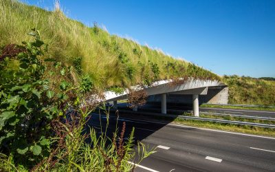 Nieuwe inzichten over de baten van groen in euro’s