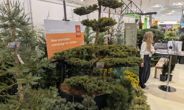 Twaalf kwekers lanceren collectief ‘We Love Conifers’