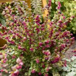 Innovaties strijden om gunst van bezoeker op PLANTARIUM|GROEN-Direkt