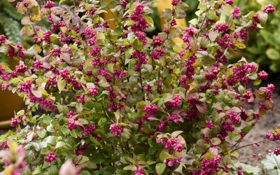 Innovaties strijden om gunst van bezoeker op PLANTARIUM|GROEN-Direkt