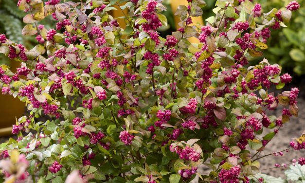 Innovaties strijden om gunst van bezoeker op PLANTARIUM|GROEN-Direkt