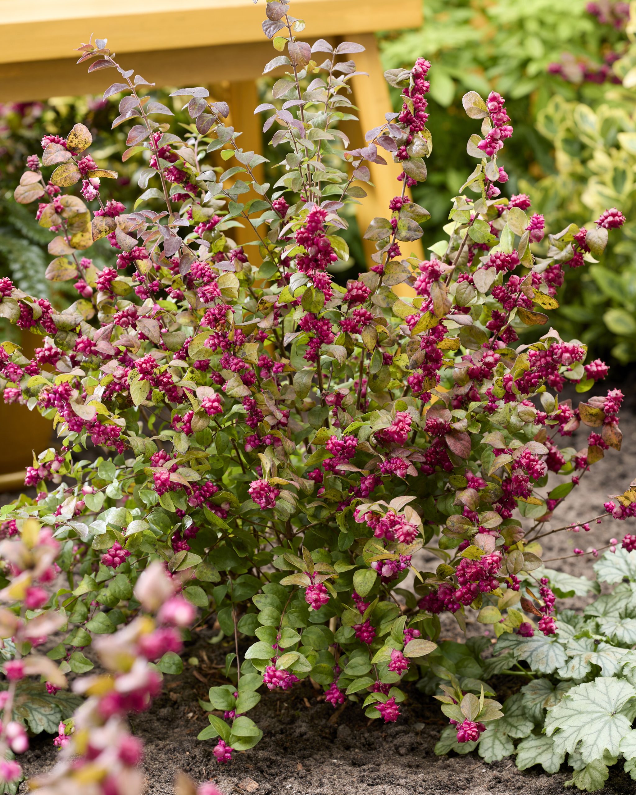 Symphoricarpos x chenaultii Little Berry