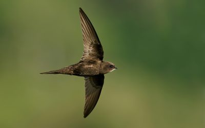 Vroege komst gierzwaluw wijst op verschuivend ecosysteem