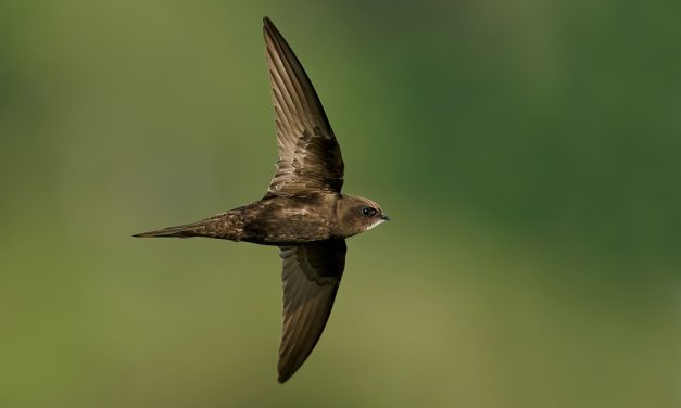 Vroege komst gierzwaluw wijst op verschuivend ecosysteem