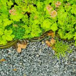 Groene tuinen spelen steeds grotere rol bij hittestress